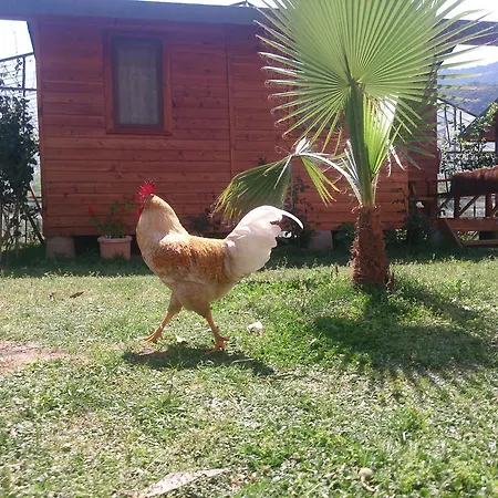 Sera Konukevi *
